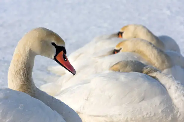 Photo of Sleeping white swans in the snow.
