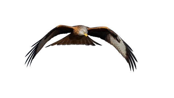 istock Red kite with spread wings in the air cut ut on blank 1302502545