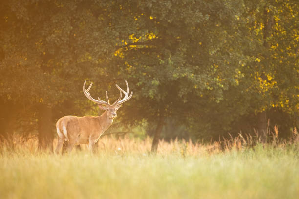 istock Peaceful red deer stag standing on a meadow with green grass under trees 1302502662