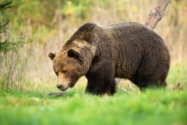 istock Large brown bear male walking through spring meadow with head down and sniffing 1302502808