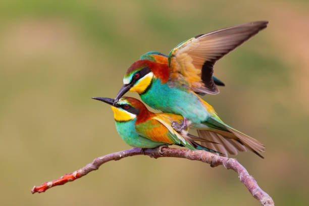istock Two european bee-eaters mating on a twig in spring nature 1302503321