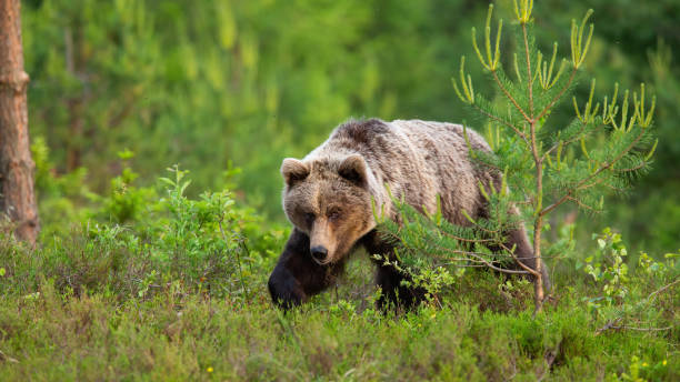 istock Dangerous brown bear walking through a moorland in spring nature 1302503406