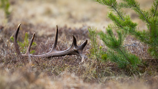 Shed from a red deer, cervus elaphus, stag lying on the ground in spring nature with green branch of tree. Antler of wild animal on a meadow with dry grass.