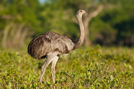 Greater rhea walking through savanna from side view in Pantanal, Brazil. Wild bird with long legs and neck standing in green leaves. Ostrich from low angle.