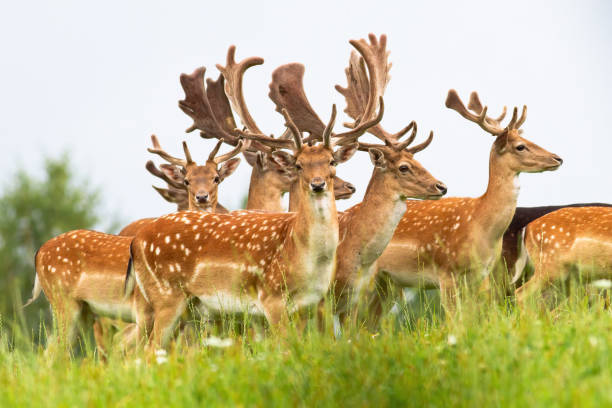 istock Group of male fallow deer stags standing on a horizon with sky in background 1302503580