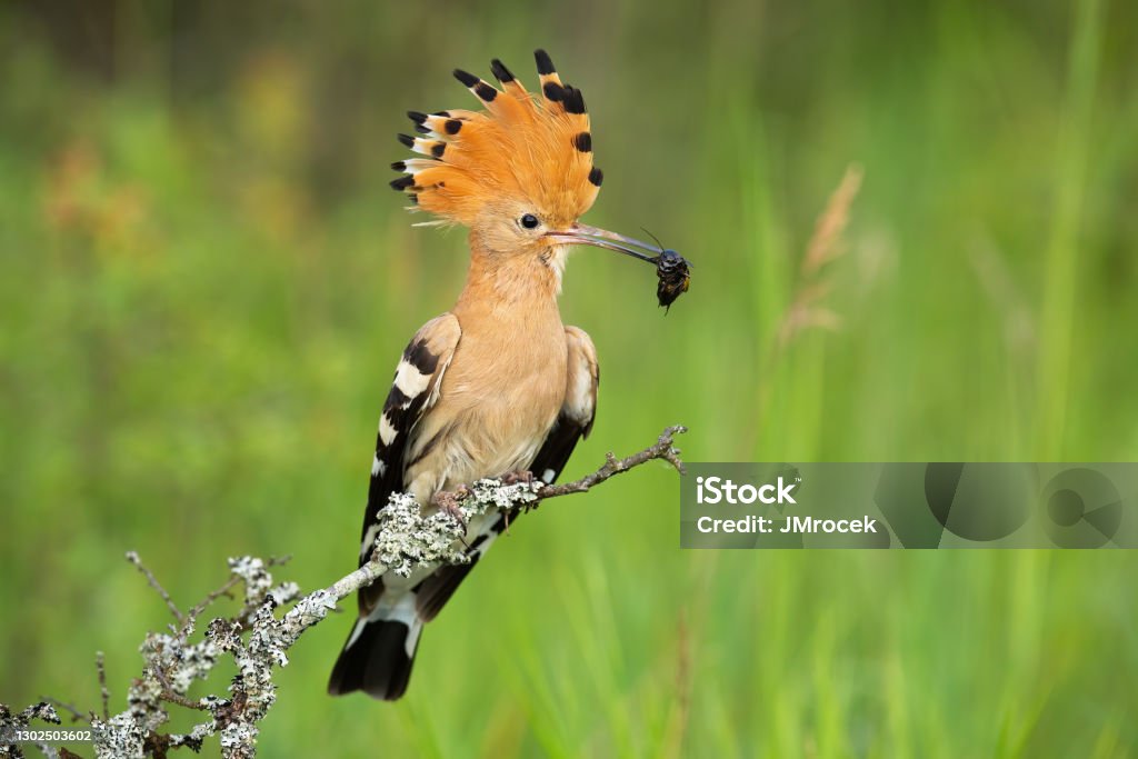 Eurasian hoopoe looking on bush in springtime nature Eurasian hoopoe, upupa epops, looking on bush in springtime nature. Animal with orange and black crest holding bug in beak with green background. Bird sitting on a branch. Bird Stock Photo