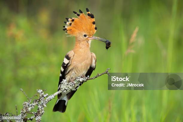 Eurasian Hoopoe Looking On Bush In Springtime Nature Stock Photo - Download Image Now