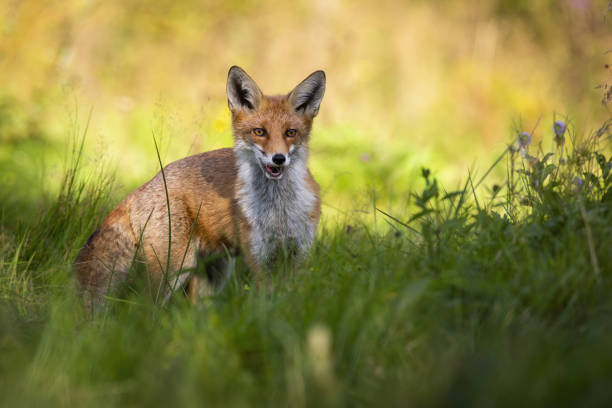 istock Red fox standing in green grass on a meadow and breathing through open mouth. 1302503640