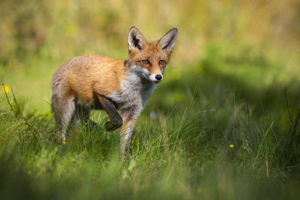 istock Red fox rising one leg and approaching from front on glade in summer nature 1302503691