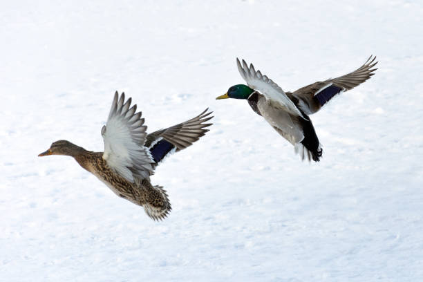 istock Flying wild ducks on the snow background 1302504713