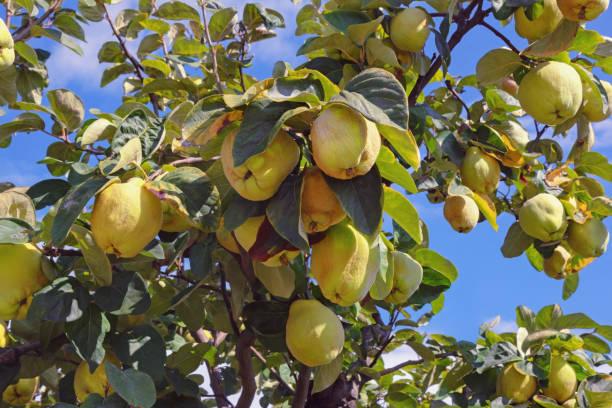 istock Branch of quince tree with ripe fruit 1302505054