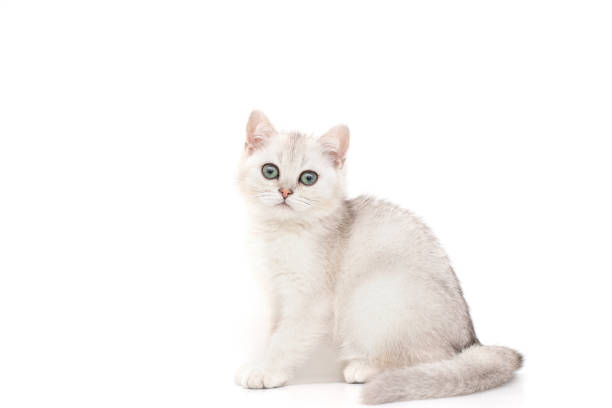 istock Beautiful white with gray kitten of British breed sits on a white background. 1302505352