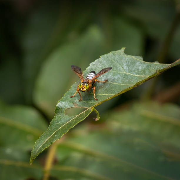 istock Green eyed wasp resting on a leaf. 1302505370