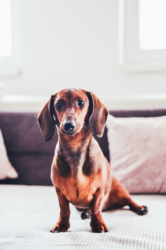 Puppy dachshund dog looking at camera