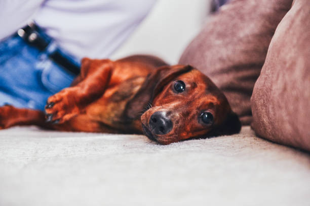 Beautiful dachshund dog in sunny living room Puppy dachshund dog looking at camera stray animal stock pictures, royalty-free photos & images