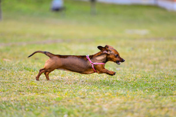 istock Cute dachshund dog running outside 1302506271
