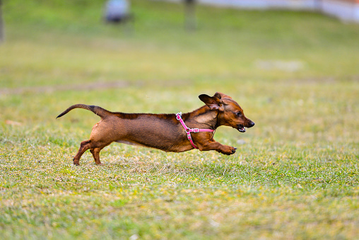 Miniature Dachshund dog running outside