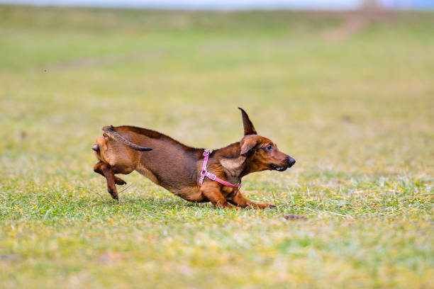 istock Cute dachshund dog running outside 1302506273