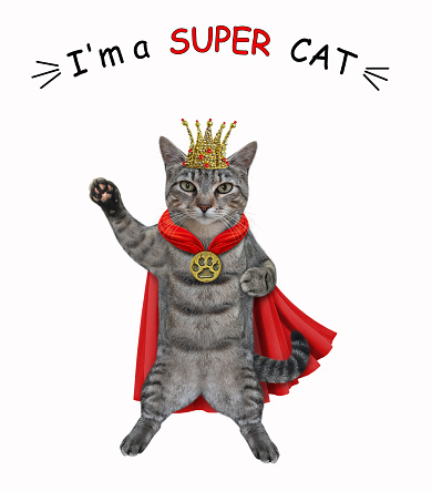 A gray cat dressed in a gold crown and a red cloak. I'm a super cat. White background. Isolated.