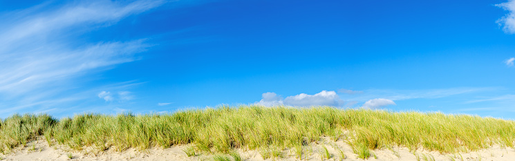 Beach and sand dune covered with Marram Grass, List, Sylt, Germany, panorama\nThe beach grass protects the sand dunes from eroding.