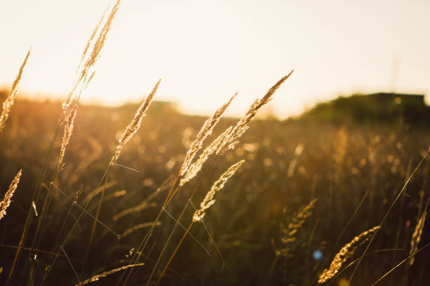 istock Meadow with bents in golden hour 1302508590