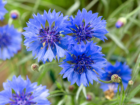 Blue flowers of cornflowers in the field. Blue cornflowers on green background. Blurred nature background with bokeh. Flowers as Background.