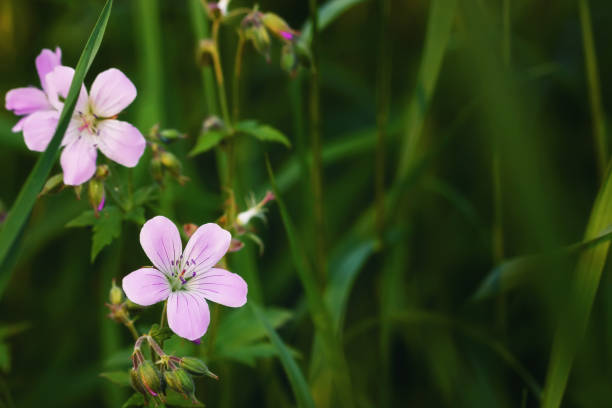 flores de gerânio roxo pretense sabe como meadow cranesbill no prado - pretense - fotografias e filmes do acervo