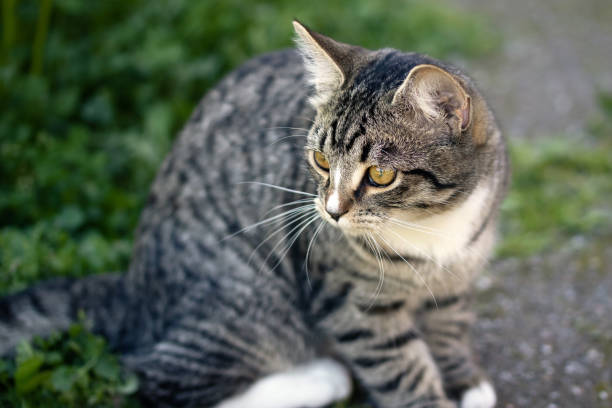 istock Gray striped young cat is looking closely at something in the yard 1302509589