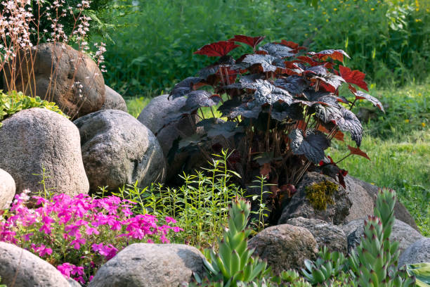 различные многолетние растения в небольшой скале в летнем саду - succulent plant sedum temperate flower perennial стоковые фото и изображения