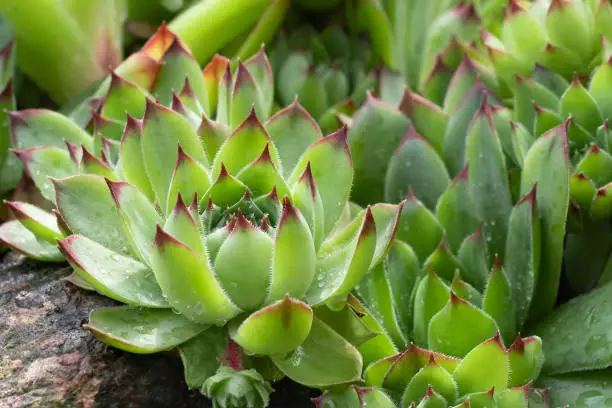 Group of an evergreen groundcover plant Sempervivum known as Houseleek in rockery, close up.