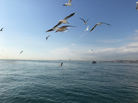 The pigeons from the port of Bosphorus