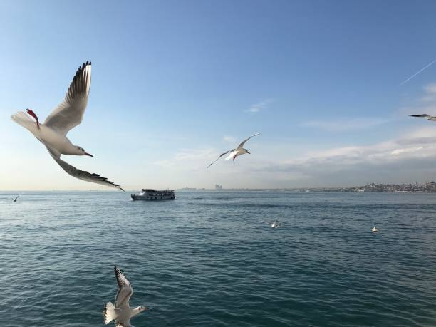 istock Bright sun at the port of Bosphorus 1302510689