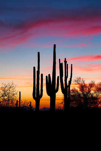 Arizona desert sunset with Saguaro cactus silhouettes and colorful evening sky.