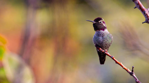 istock Male Hummingbird 1302511123