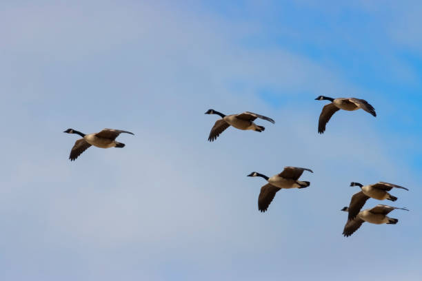 istock Flock of Geese 1302511213