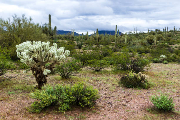 cholla kaktus, sonoran wüste, arizona. saguaro kaktus, hügel in wolken im hintergrund. - sonora state stock-fotos und bilder