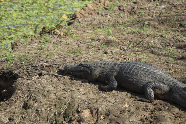 istock Big alligator sunbathing and pantanal landscape 1302512177