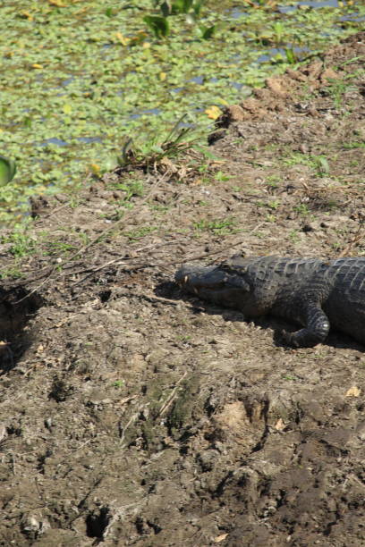 istock Big alligator sunbathing and pantanal landscape 1302512209