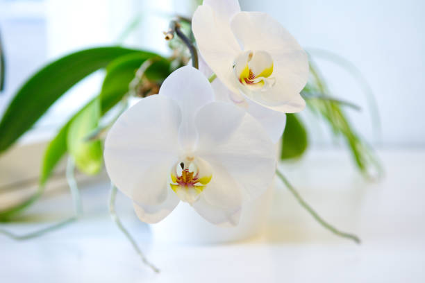 white orchid blooms on the white windowsill in the office