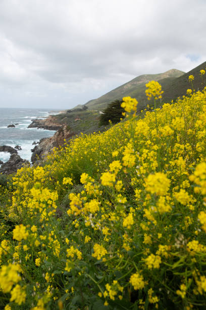 istock Big Sur wildflowers 1302512942