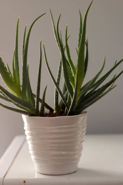 istock Aloe vera house plant 1302512956