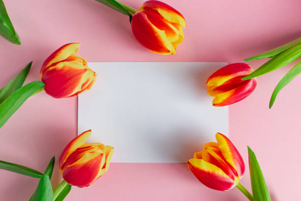 Fresh tulips bouquet and greeting card on pink background. Happy easter.