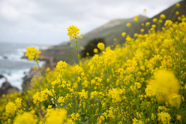 istock Big Sur wildflowers 1302513125