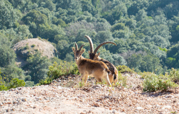 istock Capra pyrenaica hispanica - Montserrat 1302513420