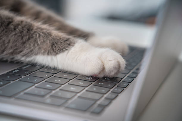istock Cat working on computer. Funny photo of cat paws typing, texting or pressing buttons on a laptop keyboard 1302513478