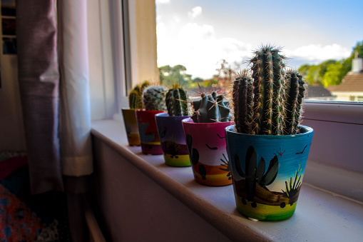 Cacti on the Window Sill