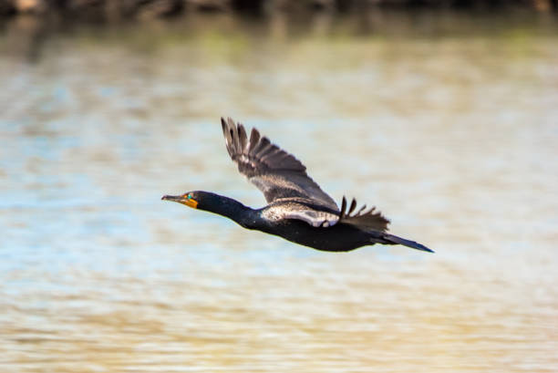 istock Cormorant in flight over lake with bright green eye 1302514223