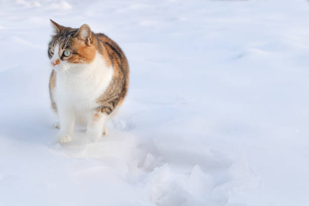 istock A funny three colored cat sitting in the snow 1302514532