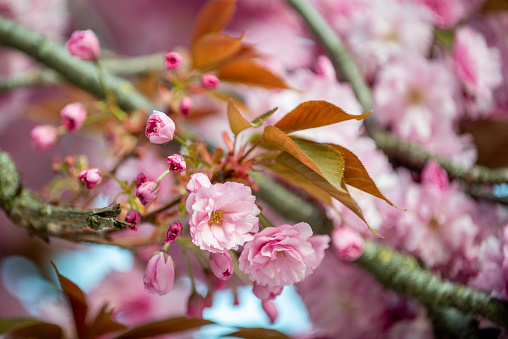 cherry flowers on a branch