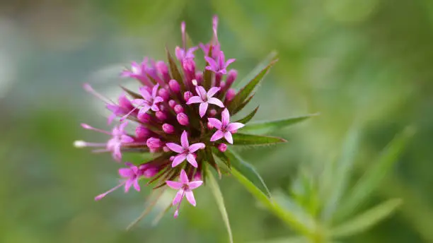 Photo of Centranthus ruber - Red spur flower, close up